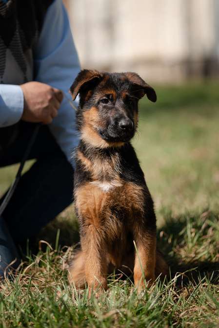 Собаки в Краснодаре: Щенки немецкой овчарки Разнополые, Бесплатно - фото 2