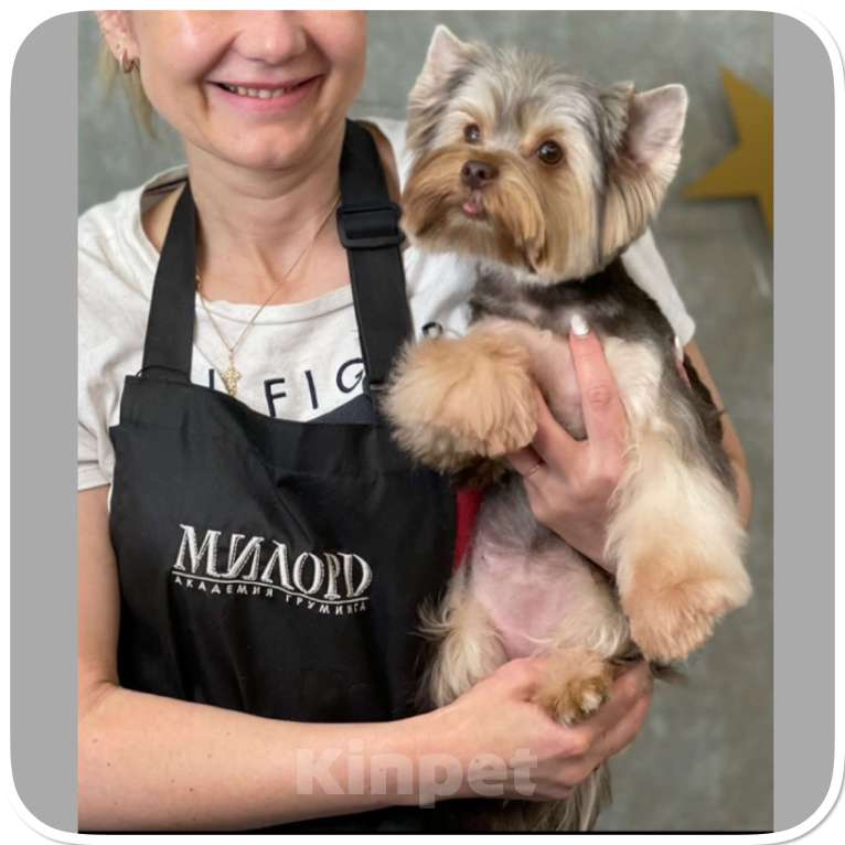 Собаки в Москве: Большой йорк мальчик блю мерле Мальчик, Бесплатно - фото 5