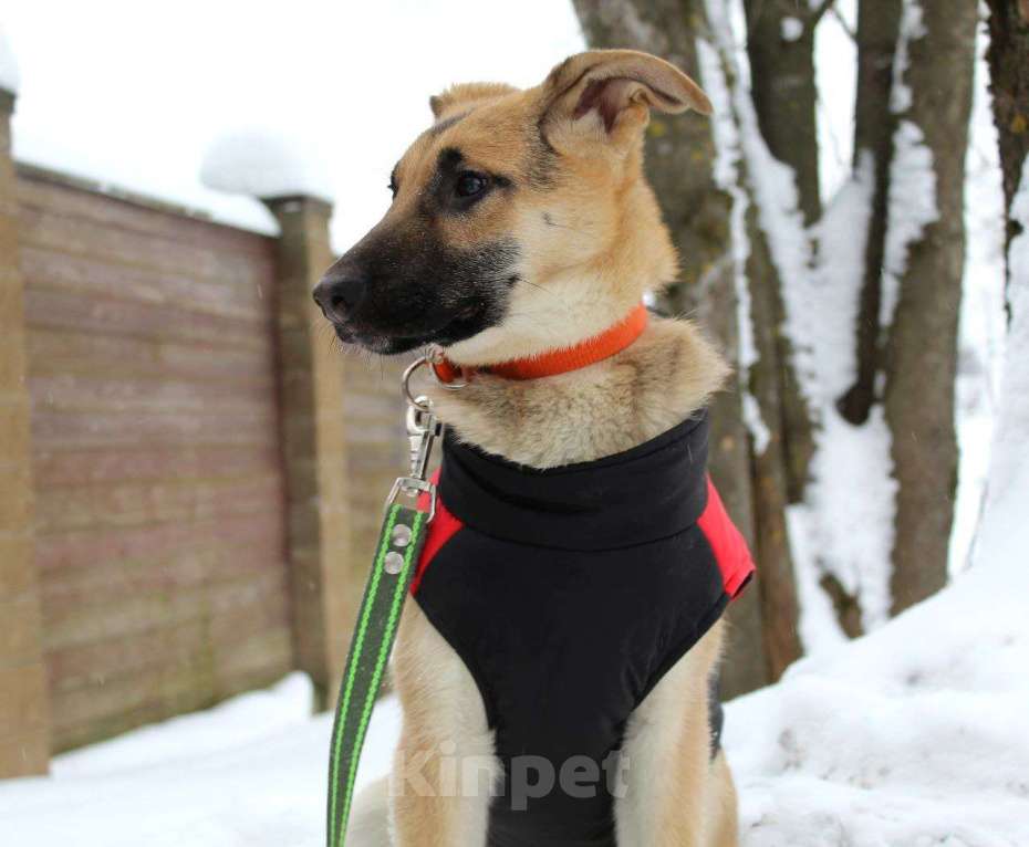 Собаки в Москве: щенок метис овчарки девочка  Девочка, Бесплатно - фото 4