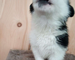 Собаки в Кемерово: Щенки крупнопародных собак Девочка, 100 руб. - фото 4