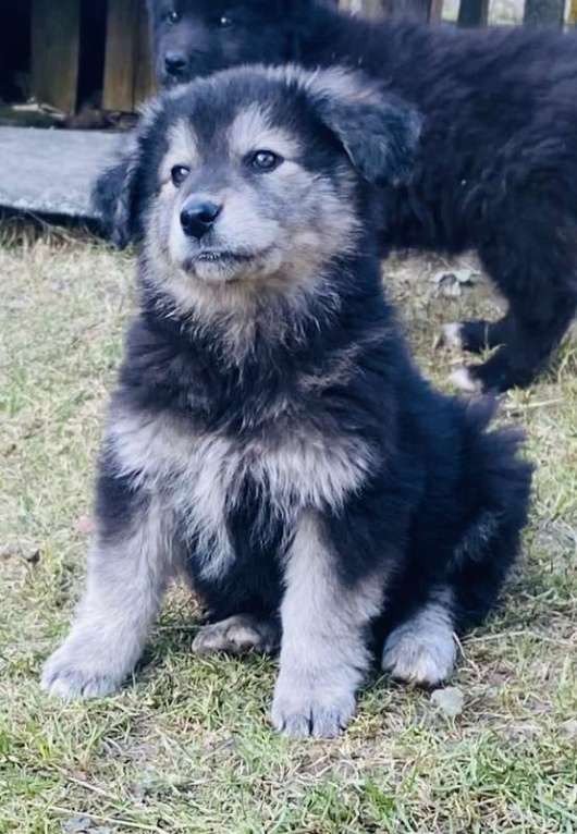 Собаки в Москве: Замечательные щенки: белый, черный и другие в добрые руки Мальчик, Бесплатно - фото 6