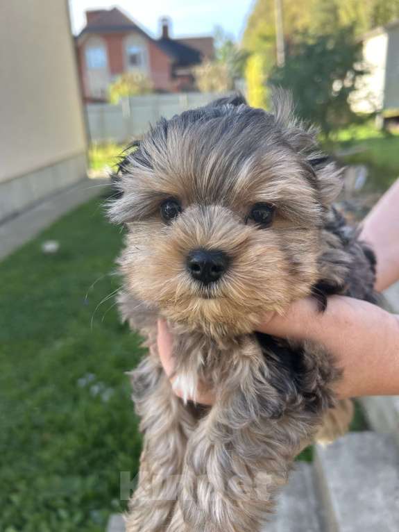 Собаки в других городах Московской области: Коричневый Мальчик, 35 000 руб. - фото 4