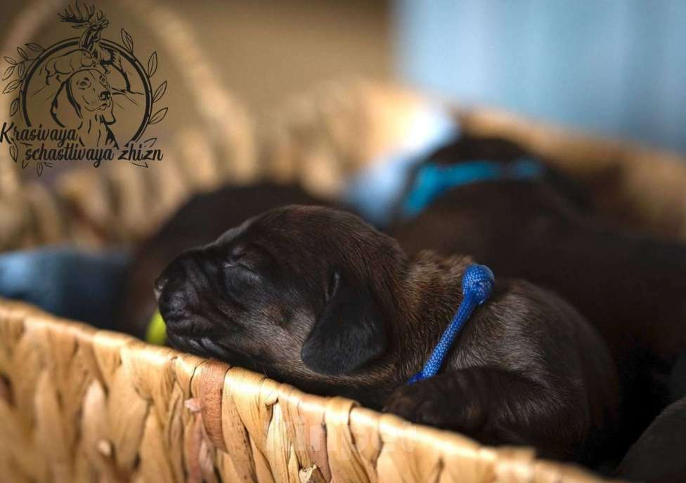 Собаки в Ярославле: Щенки Баварской горной гончей Разнополые, 130 000 руб. - фото 2