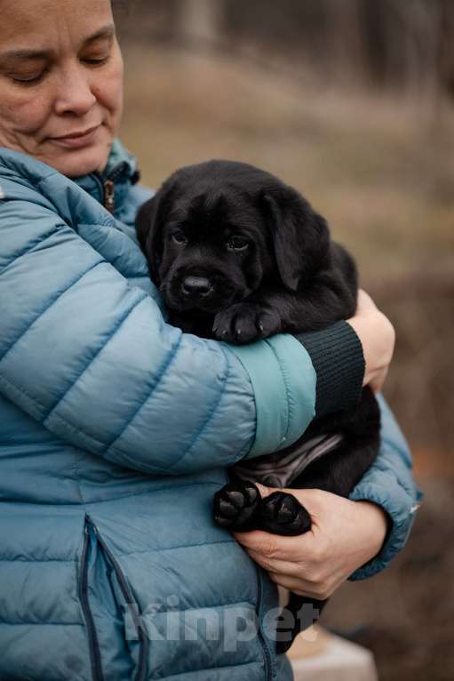 Собаки в Новороссийске: черный лабрадор Мальчик, Бесплатно - фото 5