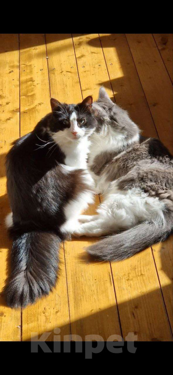 Кошки в Москве: Очаровательные сестрички Фаня и Масяня ищут дом Девочка, Бесплатно - фото 3