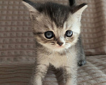 Кошки в Люберцах: Шотландские чистокровные котята  Мальчик, 8 000 руб. - фото 2