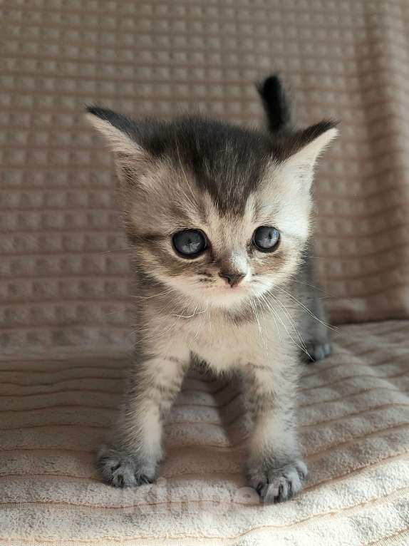 Кошки в Люберцах: Шотландские чистокровные котята  Мальчик, 8 000 руб. - фото 2