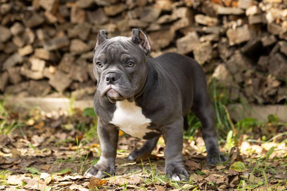 Собаки в Москве: Очаровательная девочка Американский Булли Девочка, 180 000 руб. - фото 6