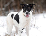 Собаки в Москве: Белый молодой пёс Стэн, приучен к квартире Мальчик, Бесплатно - фото 6