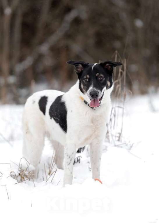 Собаки в Москве: Белый молодой пёс Стэн, приучен к квартире Мальчик, Бесплатно - фото 6