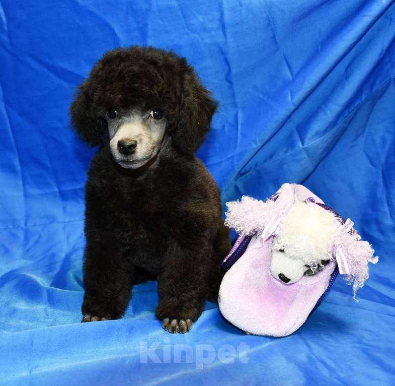 Собаки в Долгопрудном: Щенок  пуделя серебристый ДЖЕНТЛИ БОРН  ФЛЭШ РОЯЛЬ Мальчик, 150 000 руб. - фото 2