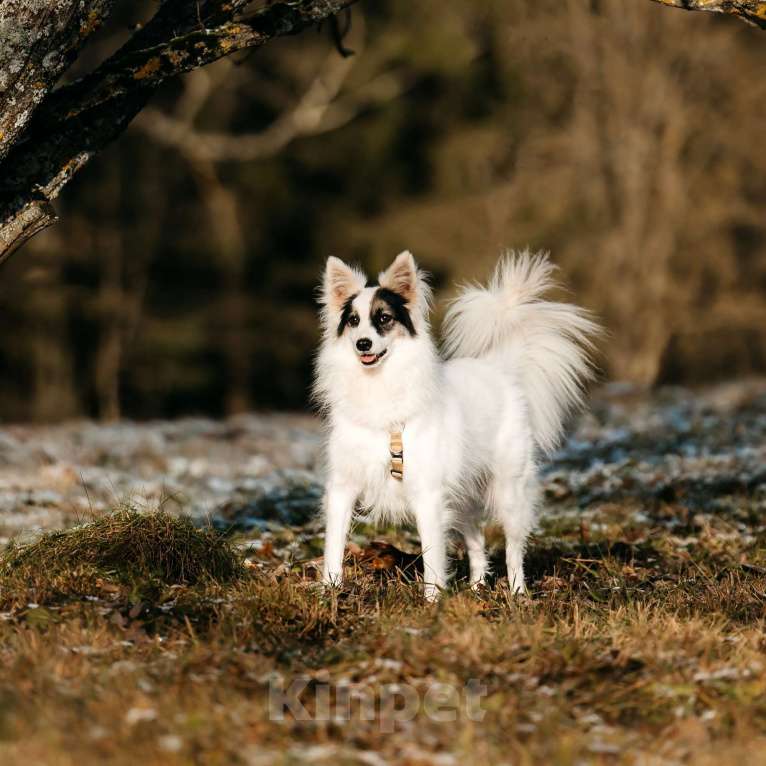 Собаки в Москве: Ронда Девочка, Бесплатно - фото 4