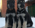 Собаки в других городах Краснодарского края: Щенок Восточноевропейской овчарки Девочка, 60 000 руб. - фото 8