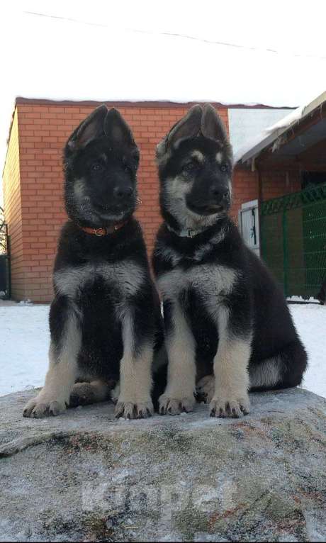 Собаки в других городах Краснодарского края: Щенок Восточноевропейской овчарки Девочка, 60 000 руб. - фото 8