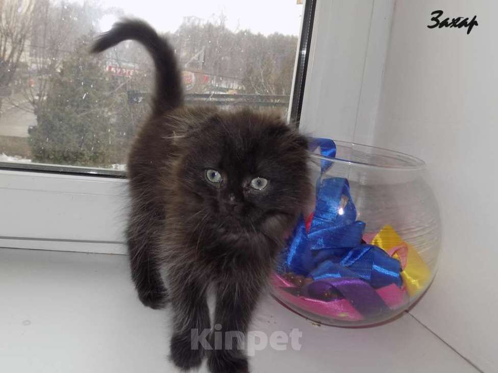 Кошки в Москве: Шотландский длинношерстный вислоухий котенок, мальчик Мальчик, 20 000 руб. - фото 5