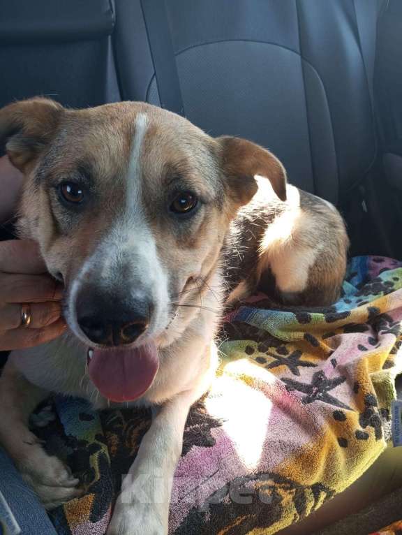 Собаки в Санкт-Петербурге: Отдам собаку бесплатнор Мальчик, Бесплатно - фото 9