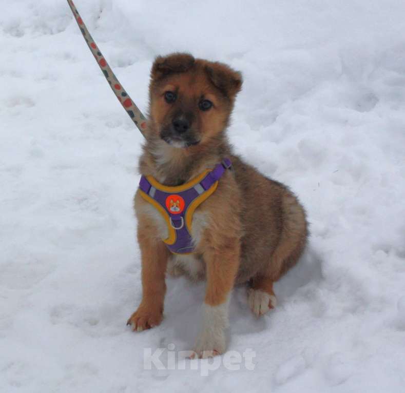 Собаки в Москве: Маленькому щенульке Оскару очень нужны дом и семья Мальчик, Бесплатно - фото 4