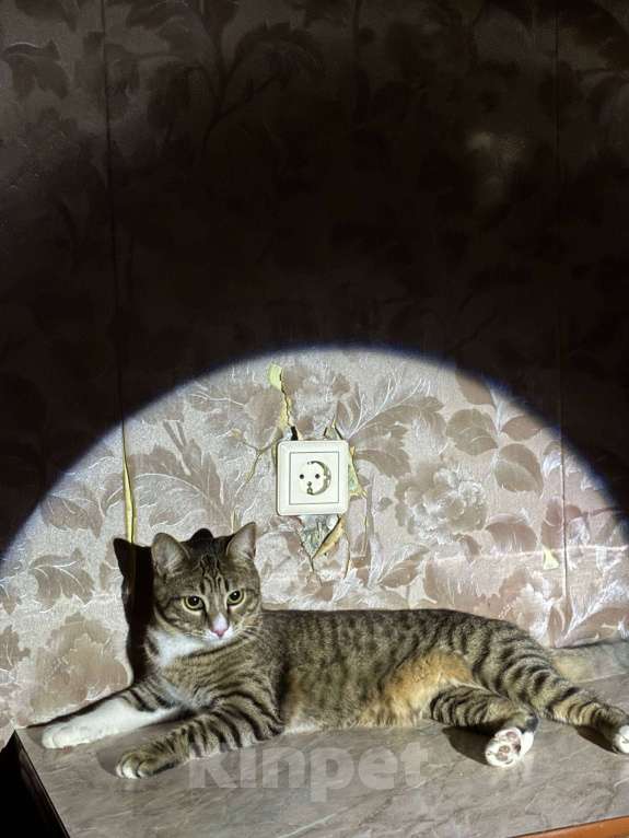 Кошки в Самаре: Отдам в добрые руки  Мальчик, Бесплатно - фото 2