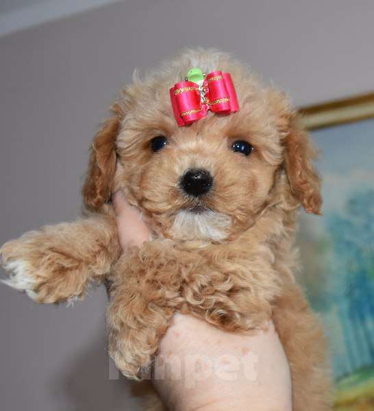 Собаки в Москве: Мальтипу мальчик Скай Мальчик, 100 000 руб. - фото 1