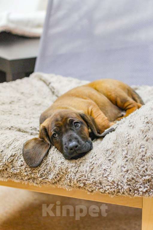 Собаки в Москве: Баварский принц Мальчик, Бесплатно - фото 7