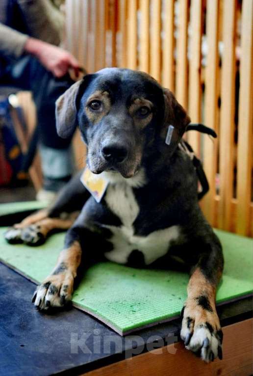 Собаки в Ростове-на-Дону: Красавец и добряк Каштан  Мальчик, Бесплатно - фото 1