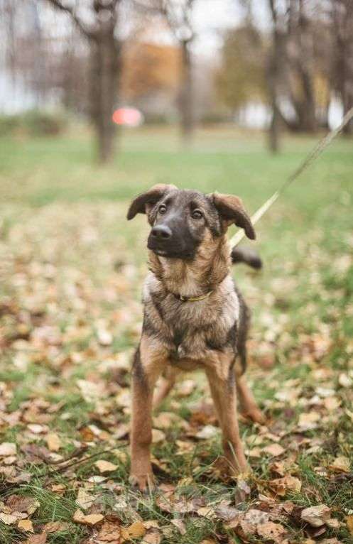 Собаки в Москве: Адель Девочка, Бесплатно - фото 4