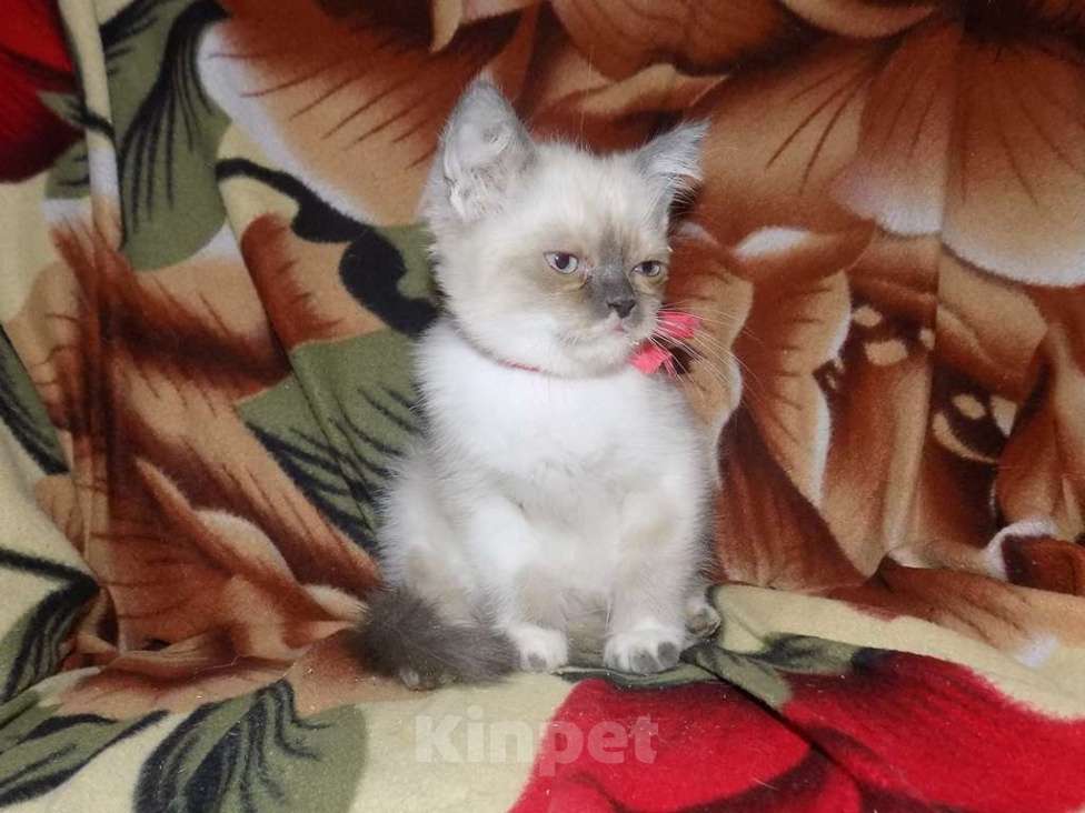 Кошки в Москве: Британские котята Девочка, 15 000 руб. - фото 2