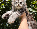 Кошки в Санкт-Петербурге: Кошечка черный мрамор на серебре Девочка, 45 000 руб. - фото 1