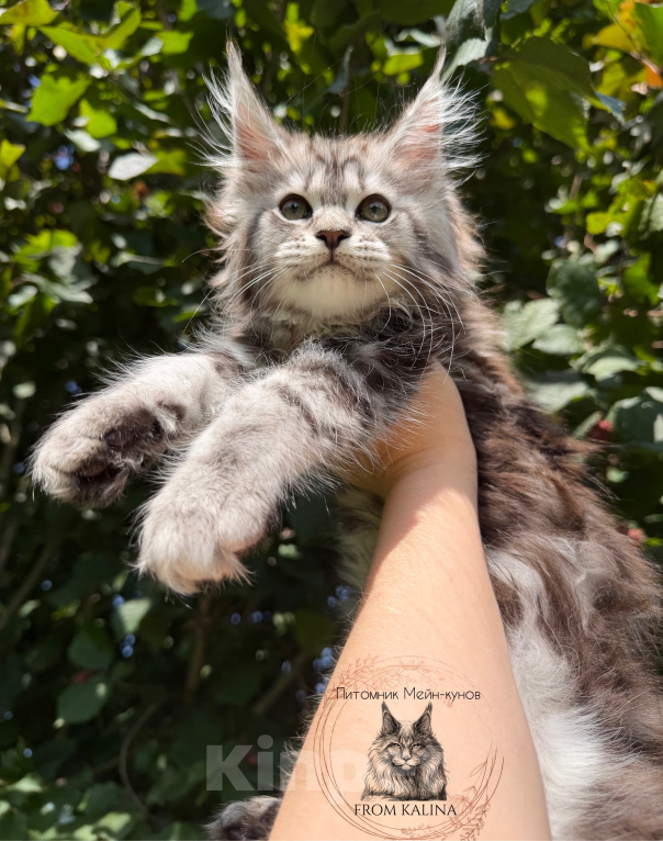 Кошки в Санкт-Петербурге: Кошечка черный мрамор на серебре Девочка, 45 000 руб. - фото 1