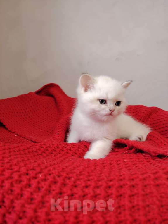 Кошки в Бору: Британская золотая шиншилла Мальчик, 40 000 руб. - фото 5