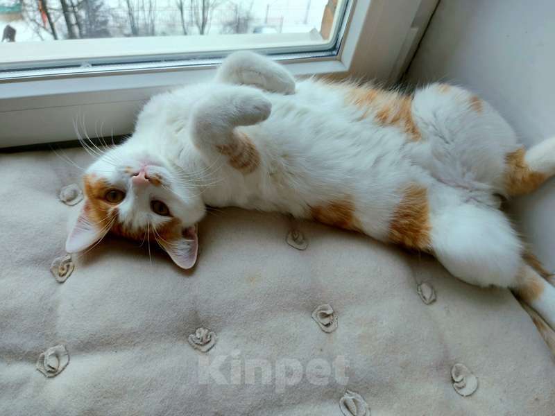 Кошки в Москве: Рыжий кот, молодой Рыжун в добрые руки Мальчик, 1 руб. - фото 6