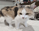 Кошки в Семикаракорске: Красавица кошка  Девочка, Бесплатно - фото 3
