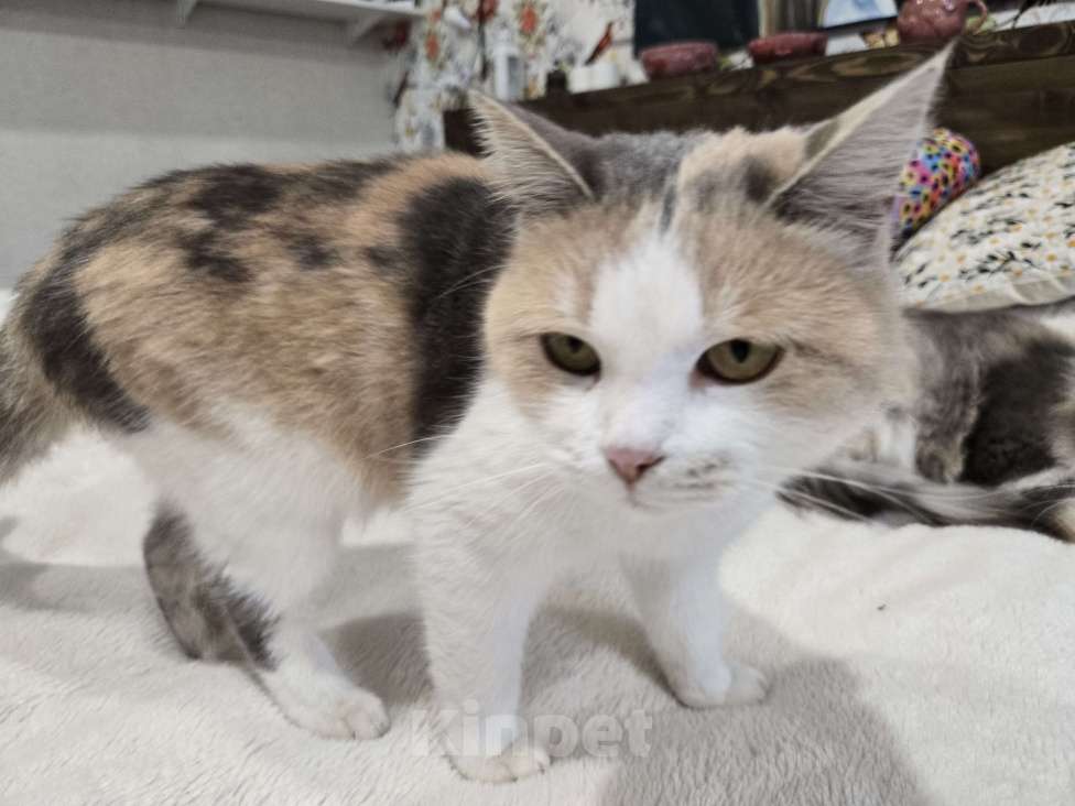 Кошки в Семикаракорске: Красавица кошка  Девочка, Бесплатно - фото 3