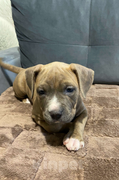 Собаки в Москве: Щенок амстаффа тигровоголубого окраса Девочка, 80 000 руб. - фото 2