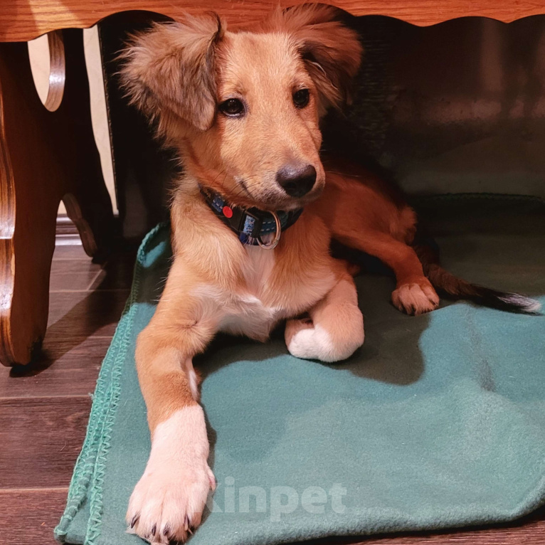 Собаки в Омске: Такая малышка просто не должна жить на улице!... ДАВАЙТЕ ПОМОЖЕМ ЛЕССИ СРОЧНО НАЙТИ ДОМ! Девочка, Бесплатно - фото 2