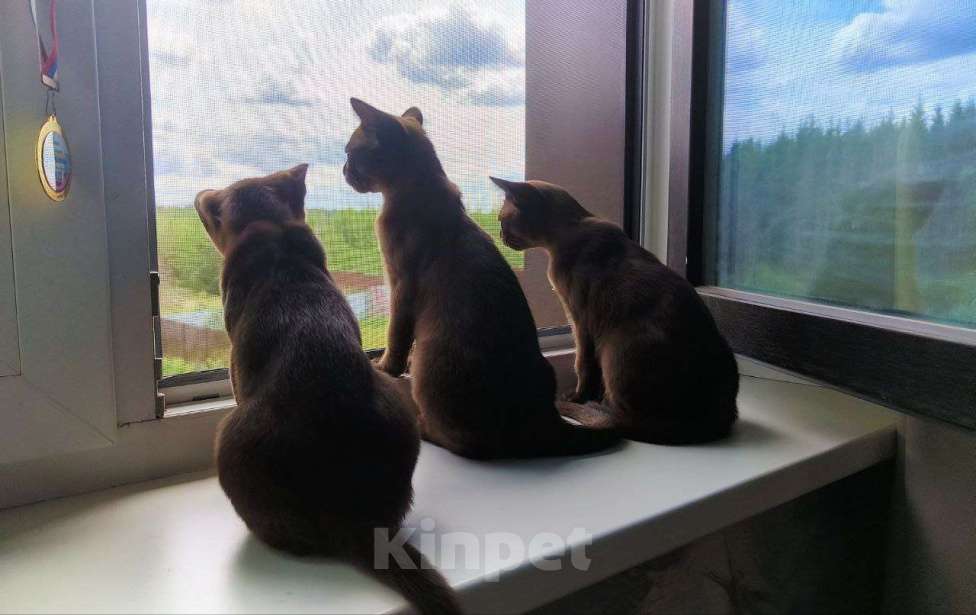 Кошки в Москве: БУРМА малышка Гретта Девочка, Бесплатно - фото 2