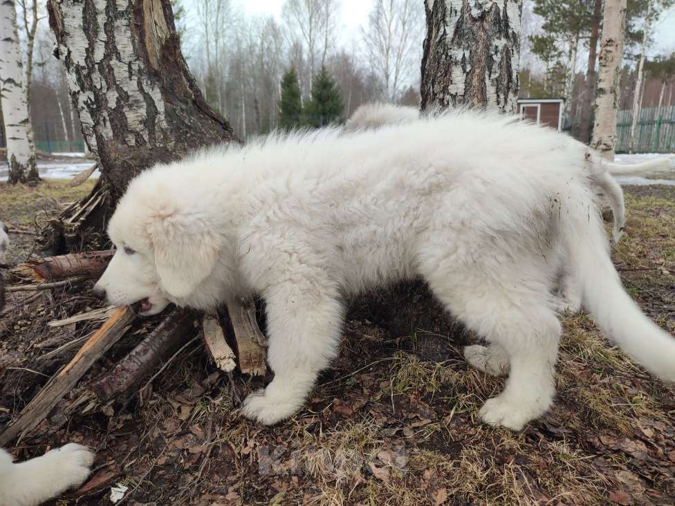 Собаки в других городах Ленинградской области: Харди пиренейская горная собака  Мальчик, 100 000 руб. - фото 3