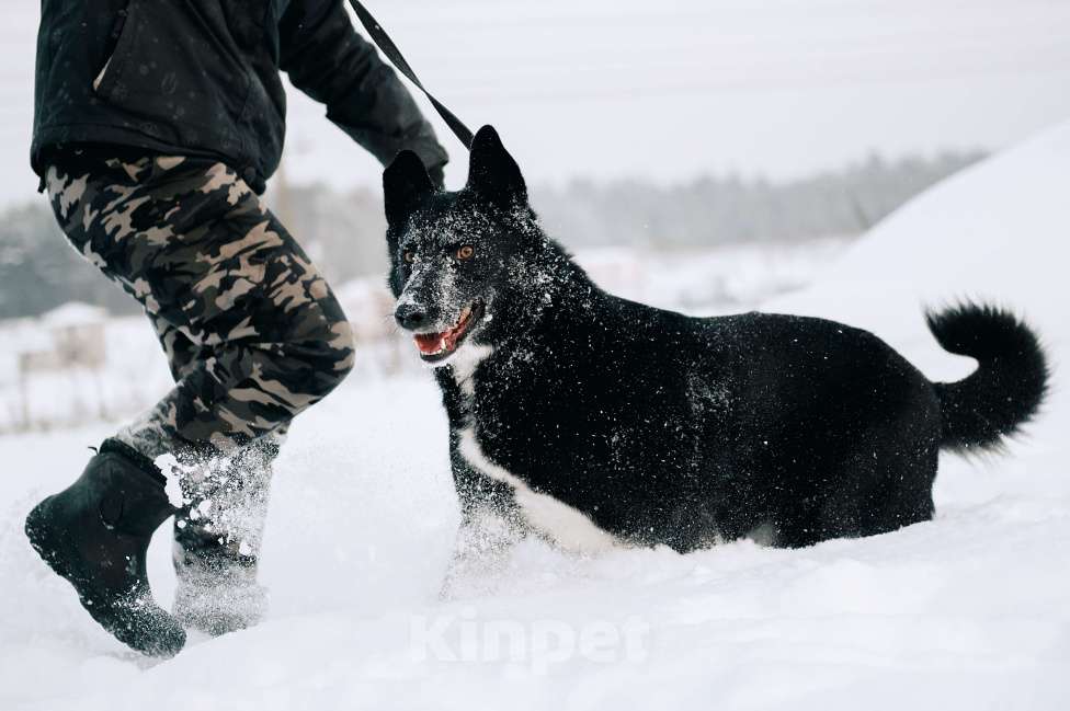 Собаки в Дмитрове: самый добрый и верный пес Сева ищет семью Мальчик, Бесплатно - фото 5