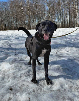 Маленький пес Чили из приюта