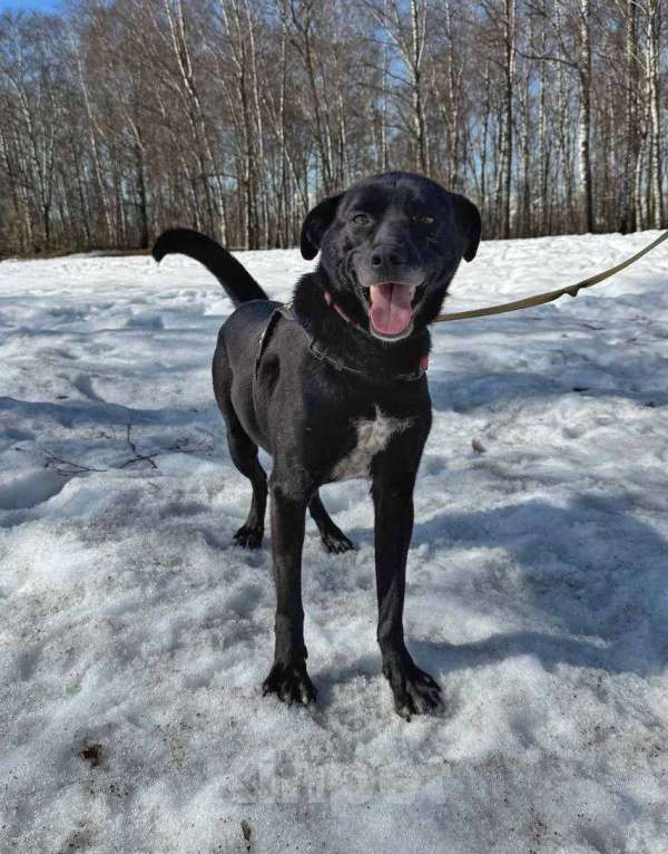 Собаки в Москве: Маленький пес Чили из приюта Мальчик, Бесплатно - фото 1