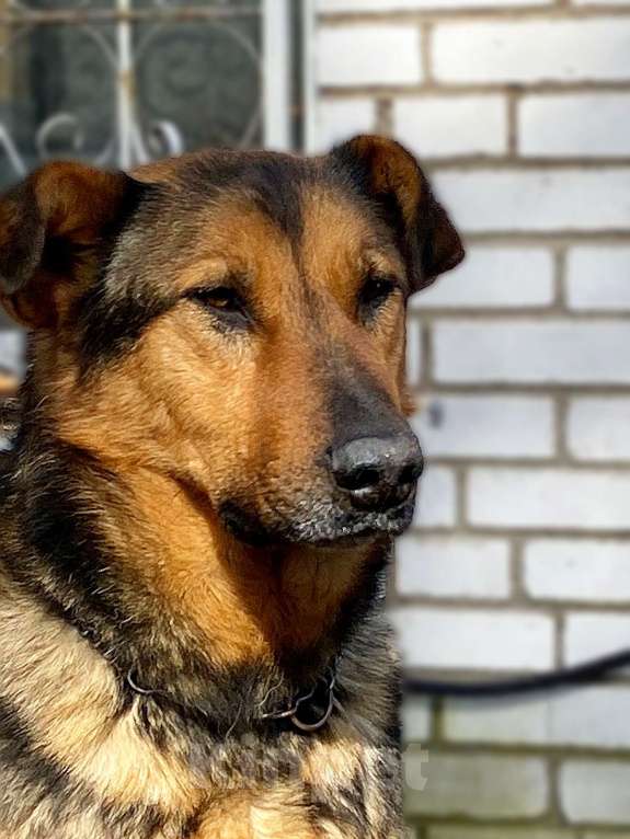 Собаки в других городах Ленинградской области: Буран в добрые руки Мальчик, Бесплатно - фото 2