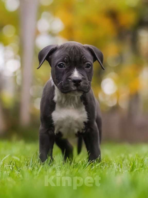 Собаки в других городах Самарской области: Породные щенки АСТ из питомника Девочка, 50 000 руб. - фото 3