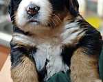 Собаки в Магнитогорске: Щенки Бернского Зенненхунда  Мальчик, 60 000 руб. - фото 2