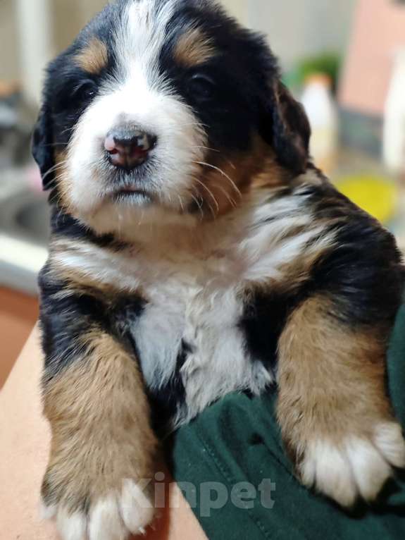 Собаки в Магнитогорске: Щенки Бернского Зенненхунда  Мальчик, 60 000 руб. - фото 2
