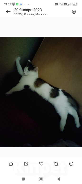 Кошки в Москве: Нашедшим гарантированный вознаграждение 2000р Девочка, 2 000 руб. - фото 5