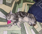 Кошки в Санкт-Петербурге: Ласковая шотландская малышка Девочка, Бесплатно - фото 3