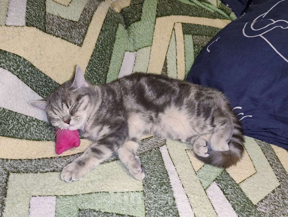 Кошки в Санкт-Петербурге: Ласковая шотландская малышка Девочка, Бесплатно - фото 3