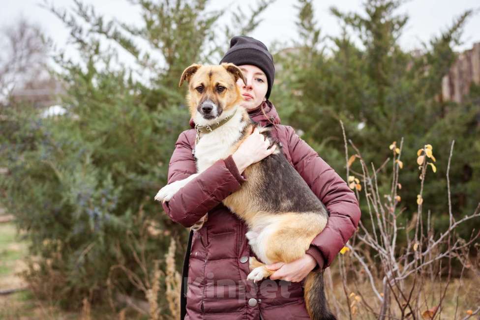 Собаки в Москве: Перчик, 1 год - в добрые руки Мальчик, Бесплатно - фото 8