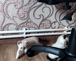 Кошки в других городах Московской области: Котята в добрые руки Разнополые, Бесплатно - фото 3