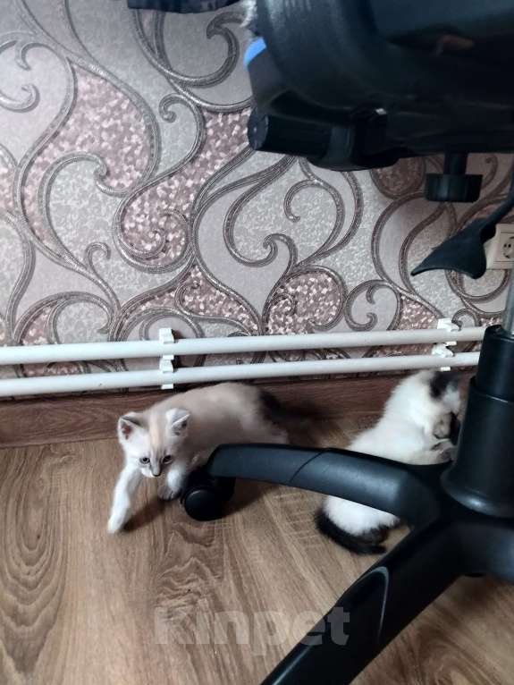 Кошки в других городах Московской области: Котята в добрые руки Разнополые, Бесплатно - фото 3